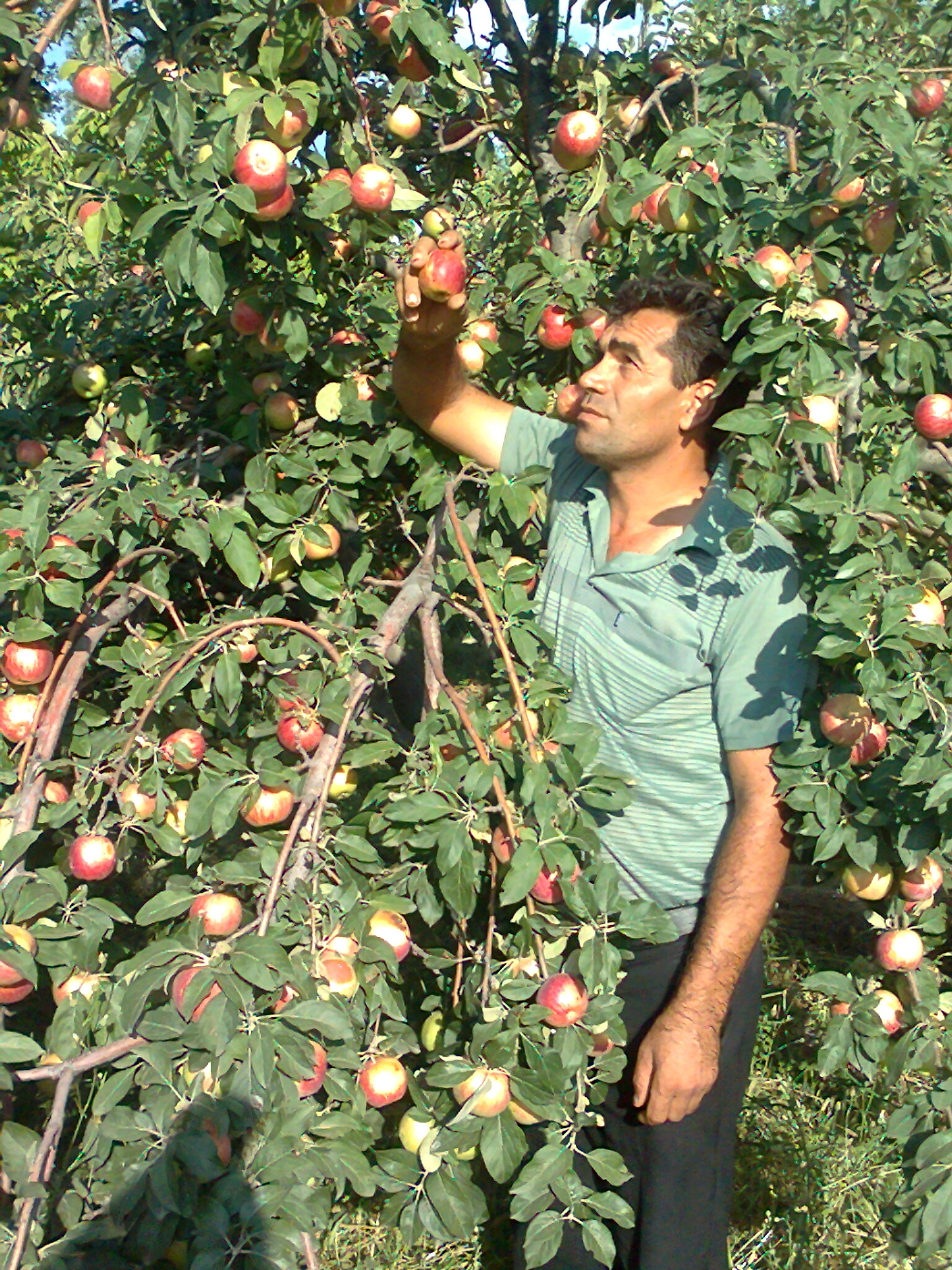 سیب یکی ازمحصولات کشاورزی وانلوجق