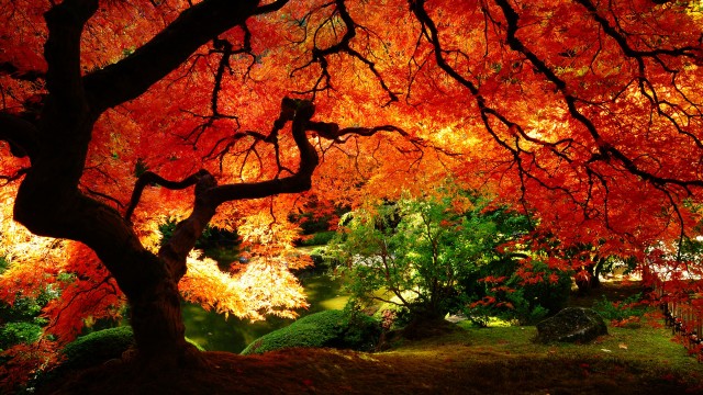 پس زمینه پاییزی زیبا| Autumn Fall Wallpaper