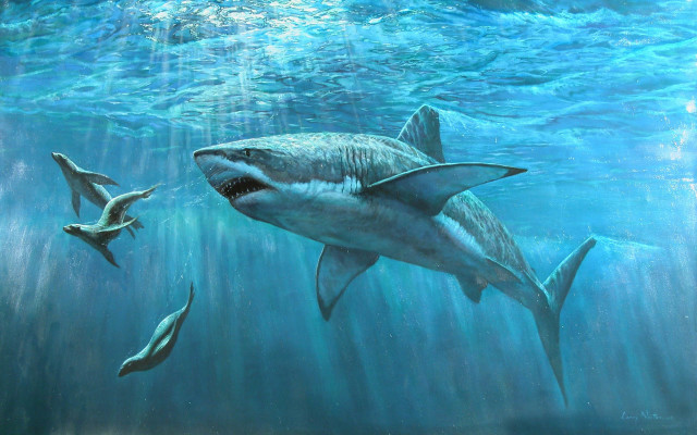 والپیپر کوسه سفید| Great White Shark Wallpaper