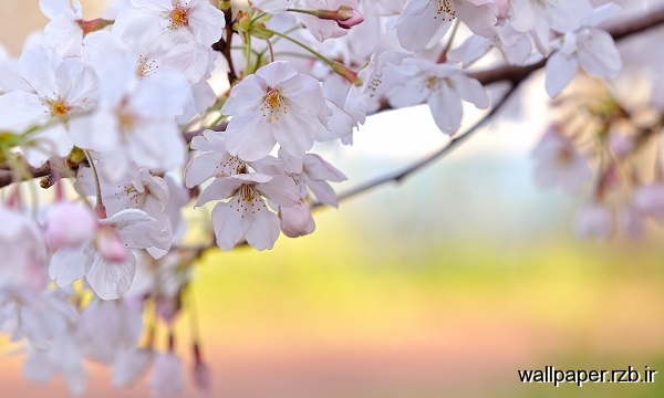 تصویر پس زمینه گل گیلاس| Flower Cherry HD 