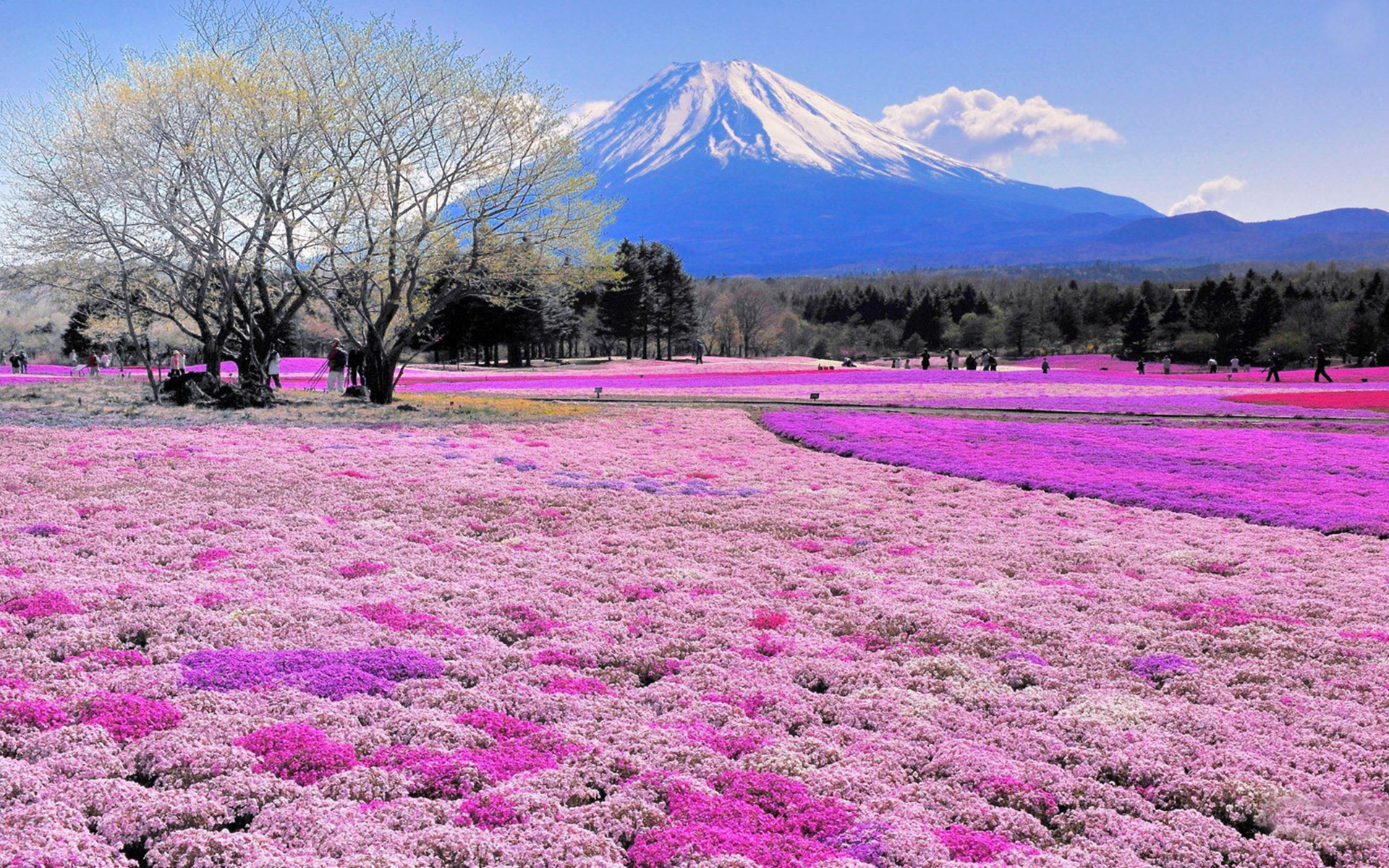 گلهای صورتی کوه فوجی
