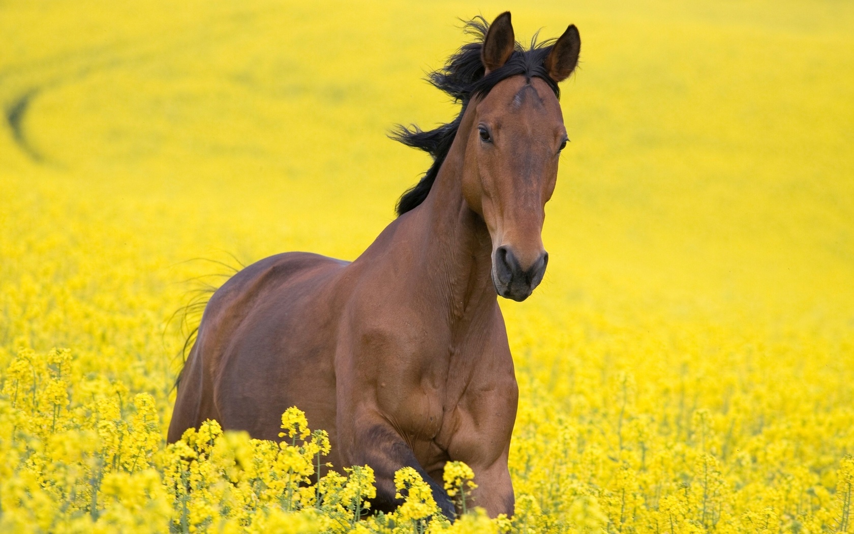 اسب قزاقستان 