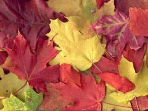 علت زرد و قرمز شدن برگ درختان در پاییز چیست؟|مفید