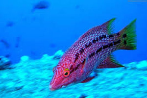 کشف نوعی ماهی در اعماق اقیانوس آرام (عکس) مجموعه