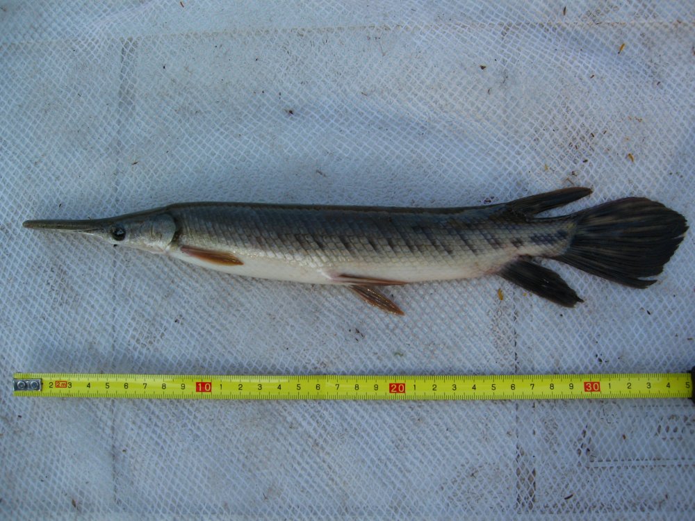 سلسله تاکسونومی ماهی گار استوایی-گرمسیری