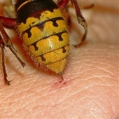 درمان نیش حشرات(طب سنتی)