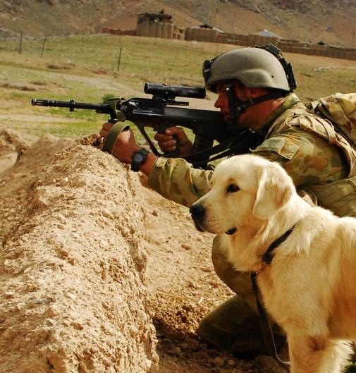 تصاویر جالب و دیدنی از زندگی سگ های نظامی