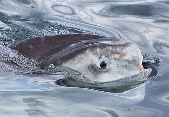 یک ماهی بسیار عجیب در سواحل کالیفرنیا