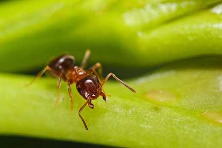 آیا می دانستید مورچه ها هم سرویس بهداشتی دارند+تصاویر