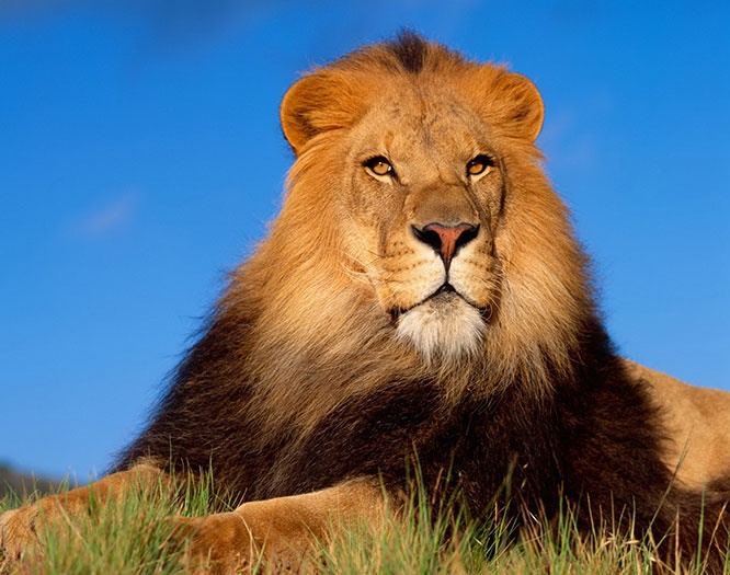 عکس های خیره کننده و زیبا از شیر سلطان جنگل