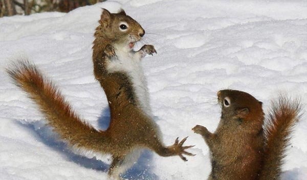 برف بازی سنجاب های شیطان! /عکس
