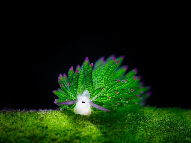 تصاویری از زیباترین و عجیب‌ترین موجودات دریایی
