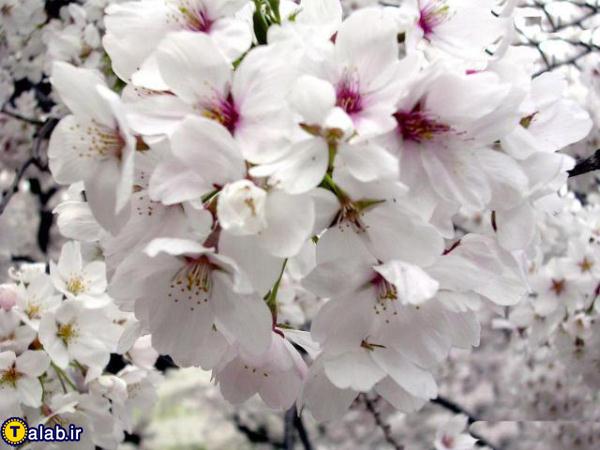 عکس های شگفت انگیز از شکوفه های بهاری