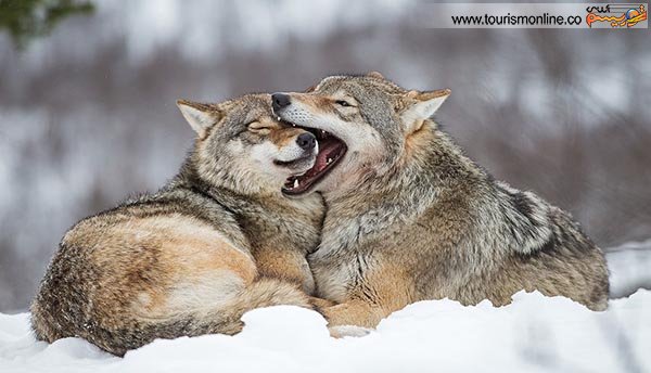 تصاویر:مهربان ترین گرگ های دنیا!