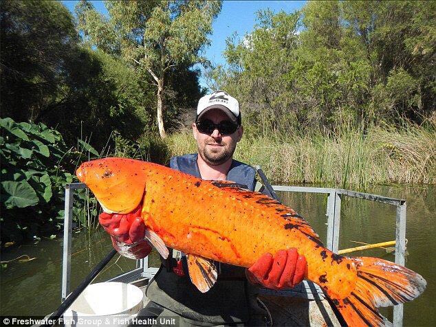 ماهی هشت کیلویی قرمز که در سواحل استرالیای غربی صید شد