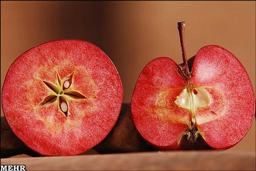 سیب تو سرخی که محقق اروپایی پس از بیت سال تحقیق به آن رسید