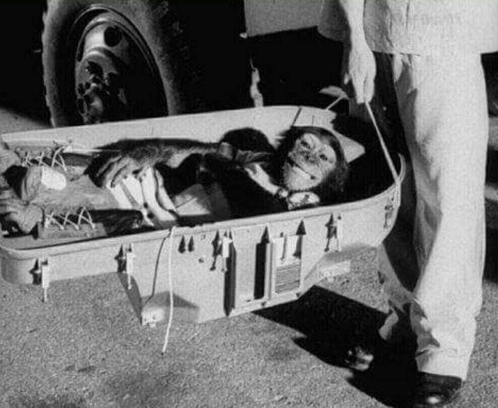 بازگشت میمون از سفر ۱۶ دقیقه ای به فضا در سال ۱۹۶۱