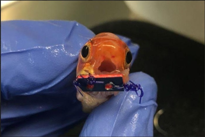 ماهی قرمز عیدی که زیر تیغ جراحی رفت