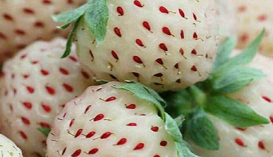 پین بری Pineberries لقب توت فرنگی است که به رنگ سفید و وحشی است. ایت توت به غیر از رنگ سفیدش، کاملا شبیه و ا