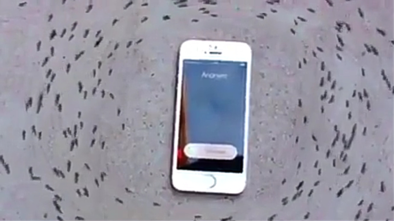 تاثير امواج موبایل بر مورچه ها !