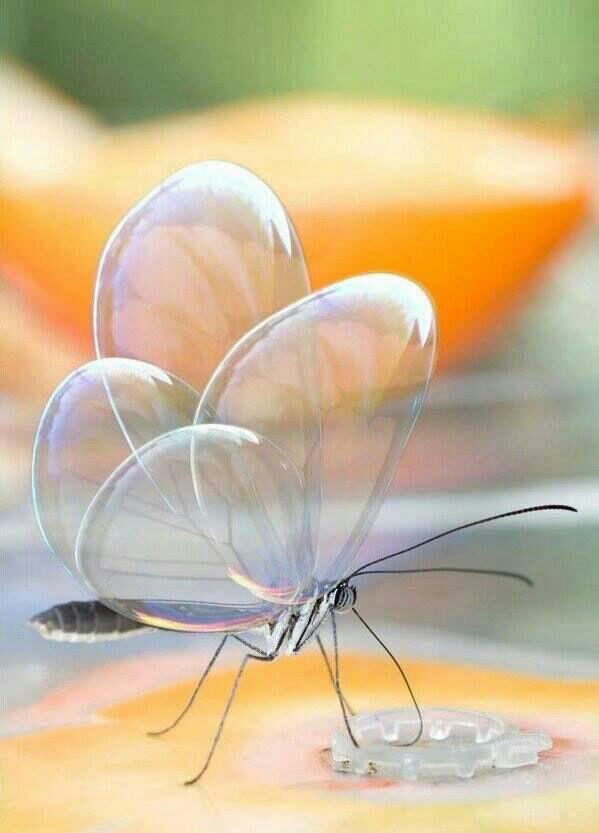 تصويری زیبا از یک‌ پروانه Glasswinged butterfly