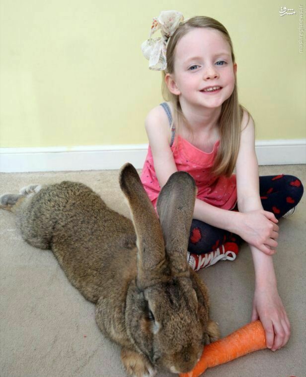 بزرگترین خرگوش دنیا❗️این خرگوش سالیانه حدود ۲۰۰۰ هویج و ۷۰۰ سیب می خورد
