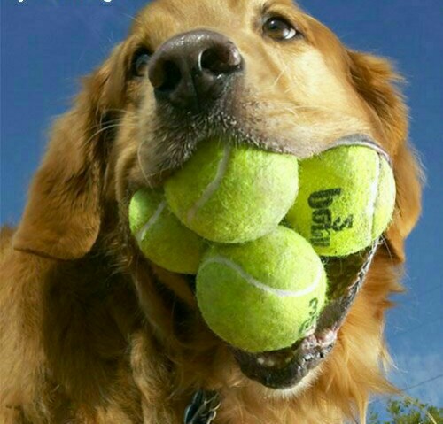 رکورد جالب قرار دادن بیشتر توپ تنیس در دهان یک سگ