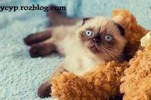 گربه 18ماهه ای که شهردار شهر سیبری شد