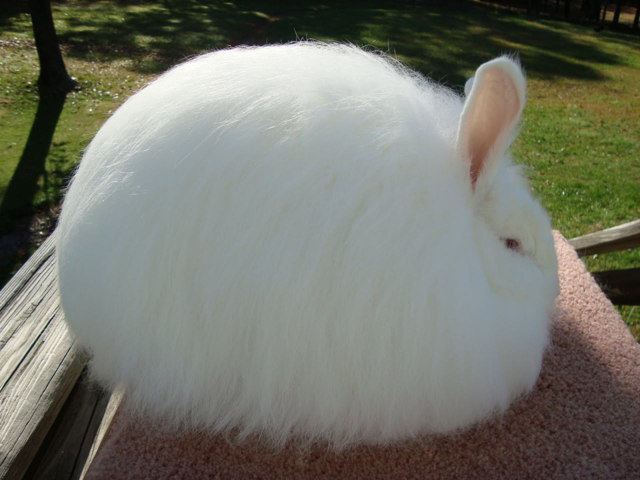 خرگوش زیبا Angora که در ترکیه زیست می کند. بدن این خرگوش از پشم بسیار نرمی پوشیده شده است که با آن کت می 