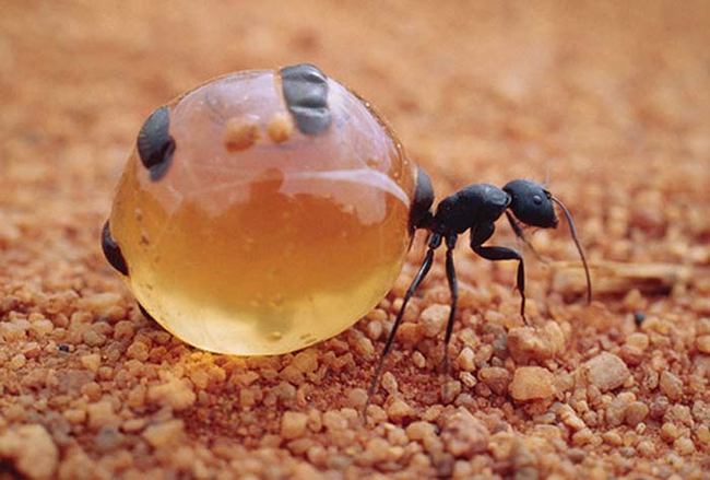 مورچه عسل نوعی مورچه کارگر است که توسط مورچه های دیگر آنقدر غذا داده می شود که شكمش باد می کند. این ع