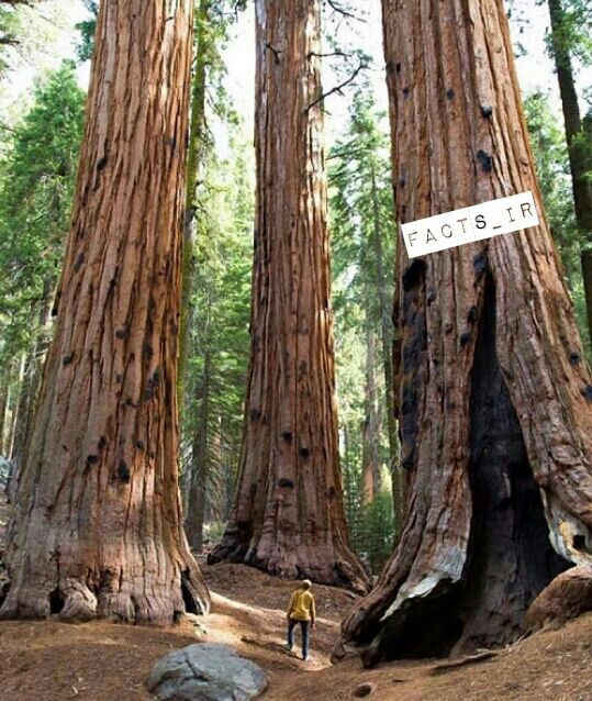عکس جنگل عظیم ترین موجودات زنده کره زمین، پارک ملی درختان سکویا در کالیفرنیا