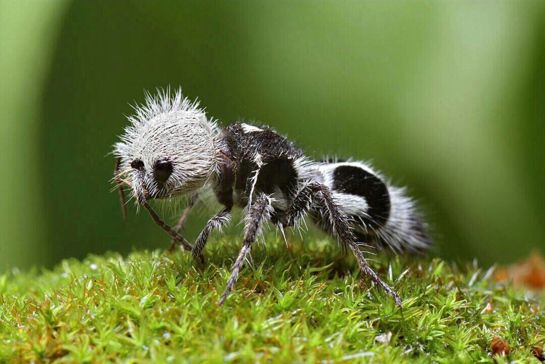 مورچه پاندا گونه ای از زنبورهای بدون بال که در کشور شیلی زندگی می کند!