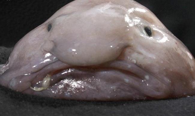 تصویری جالب از زشت ترین و بد قیافه ترین ماهی جهان