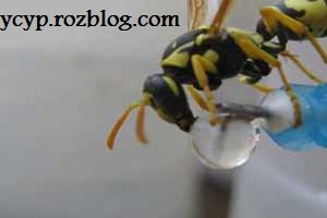 تصاویری دیدنی از آب خوردن زنبور ها