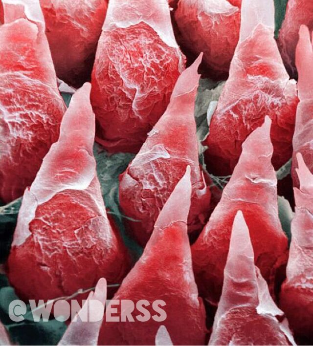 تصویری از  پرزهای زبان ( جوانه چشايى ) در زیر میکروسکوپ