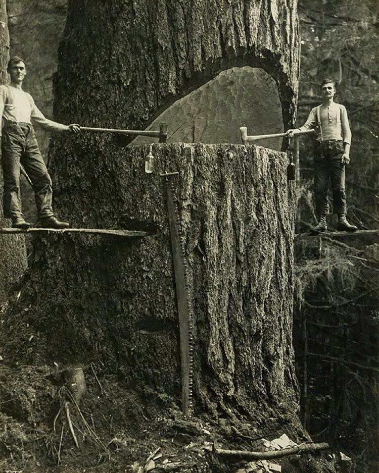 تصویر دو تبر زن در حال قطع یک درخت بسیار غول پیکر. نورث وست سال ۱۹۱۵