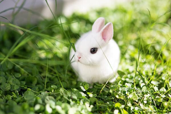 🐇عکس خرگوش بسیار زیبای Dwarf که جثه بسیار کوچکی دارد. این گونه خرگوش مربوط به هلند می باشد.