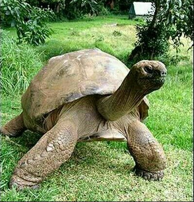 پیرترین لاکپشت دنیا بنام جاناتان با 179 سال سن که در جزیره سینت هلینا که متعلق به بریتانیا میباشد زند
