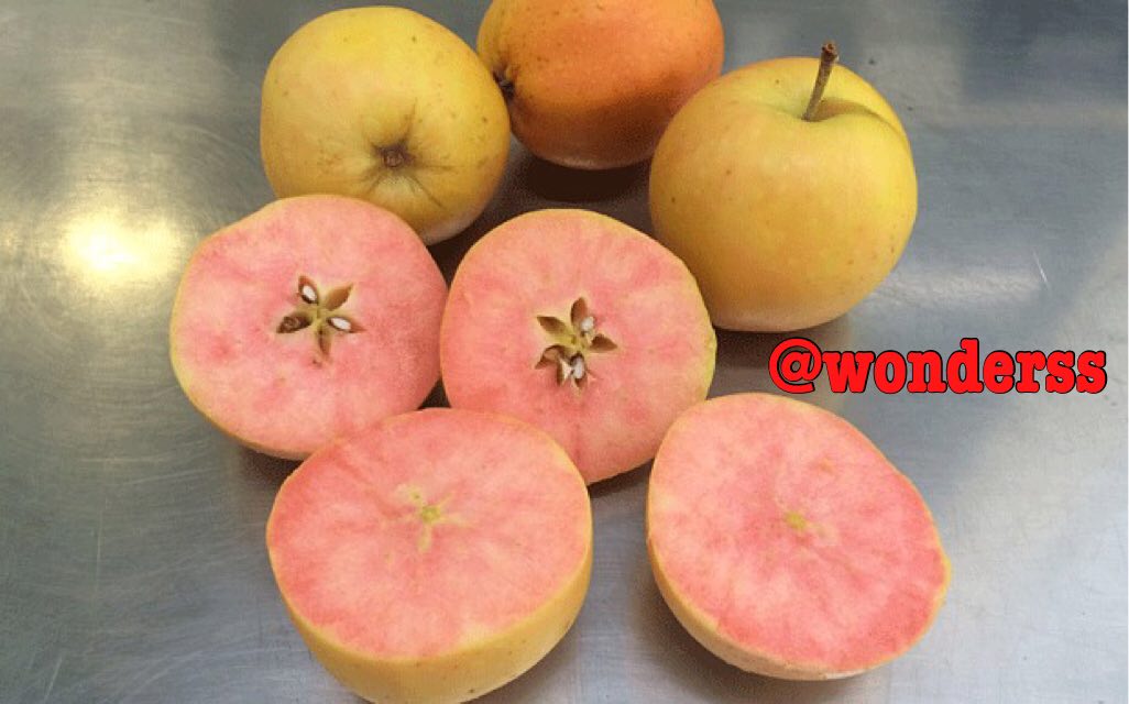 ه تازگی یک سیب جدید در انگلستان کشت شده است که نام آن “سوپرایز” است