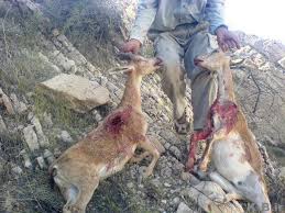 نابودی محیط زیست گلامره به دست شکارچیان غیر مجاز!!!!!!!!