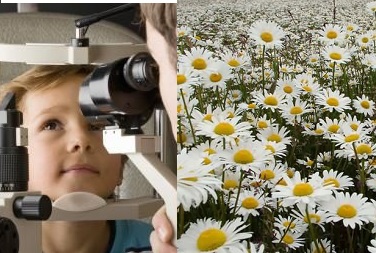 گیاهان دارویی مورد استفاده در چشم پزشکی