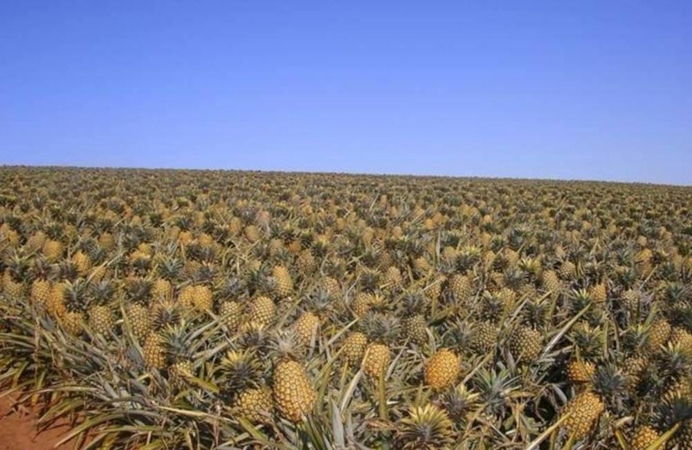 عکس زیبا از مزرعه آناناس