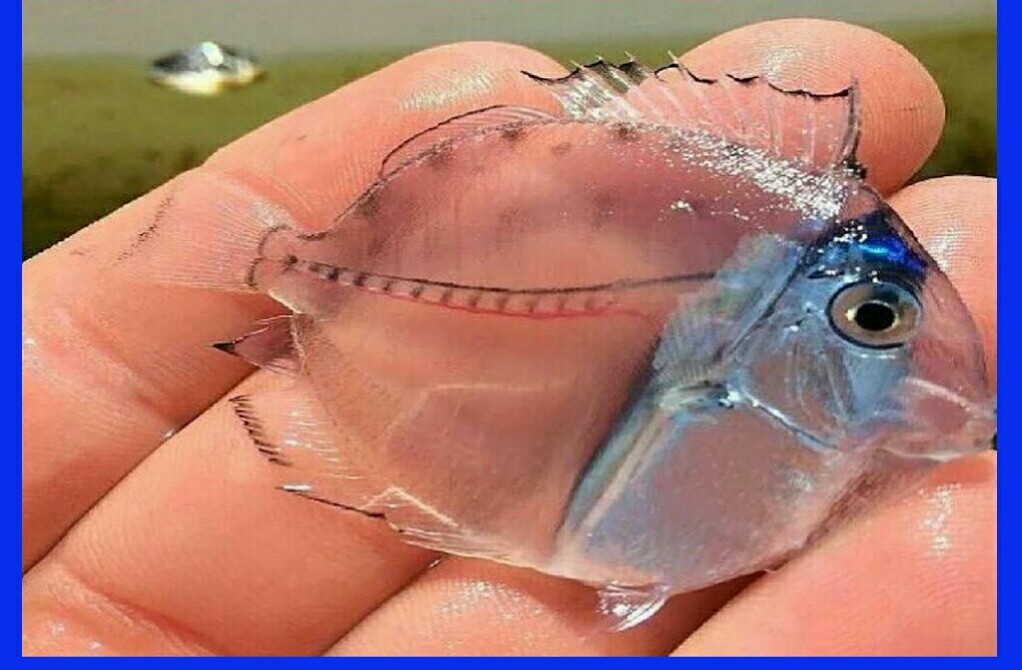 عکس یک ماهی زیبا و شفاف