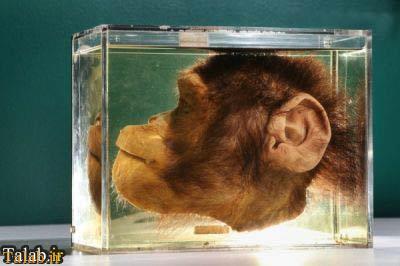 گرانت عجیب ترین موزه جانور شناسی جهان