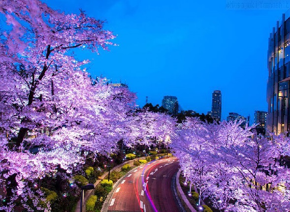 عکس های شگفت‌ انگیز از شکوفه‌ های گیلاس در ژاپن