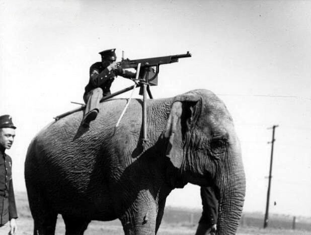 عکس استفاده از فیل به عنوان ماشین جنگی در جنگ جهانی اول  