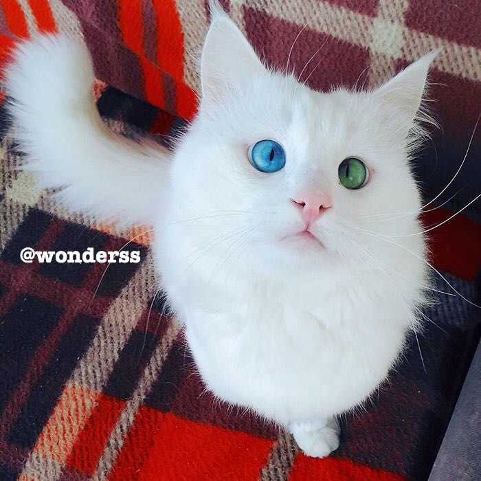 عکس گربه ى سفيدِ دو ساله اى به نام Aloş از تركيه اين روزها در فضاى مجازى بخاطر رنگ متفاوت چشمانش ( آبى 