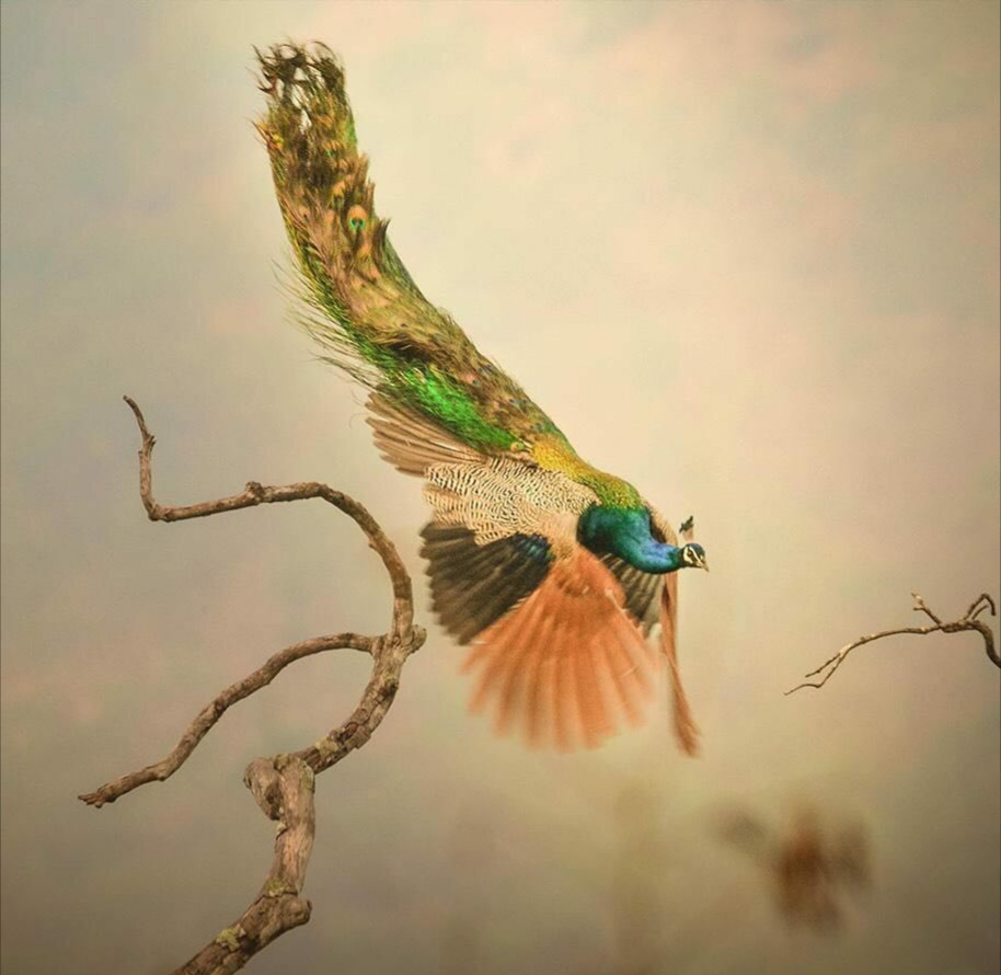 عکس زیبای پرواز طاووس