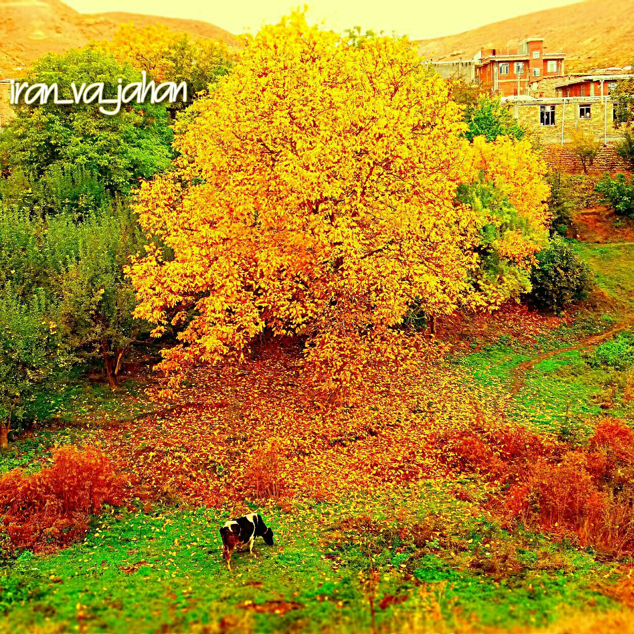 عکس زیبا از شهرستان هشترود .روستای ایلخچی..