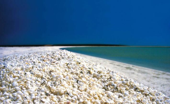 عکس زیبای ساحل صدفی، خلیج شارک، استرالیا